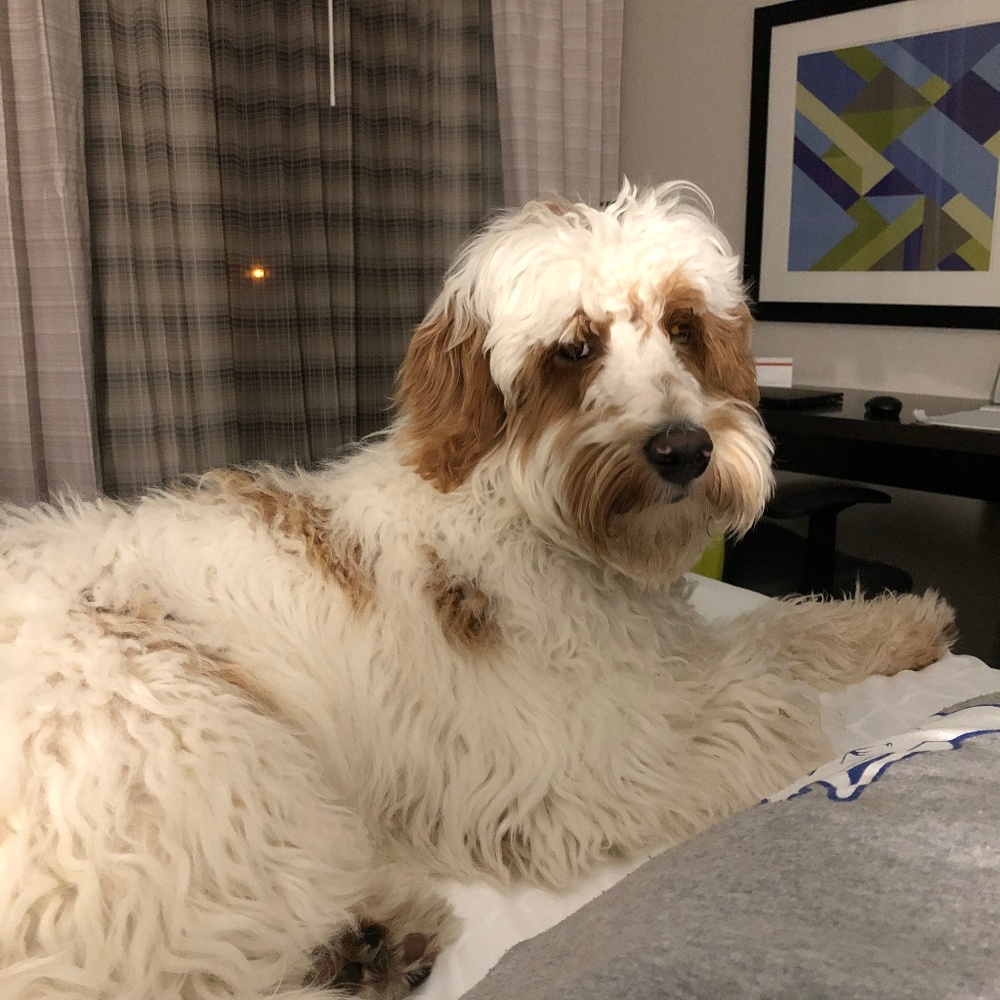 Meet your Posher, Drea